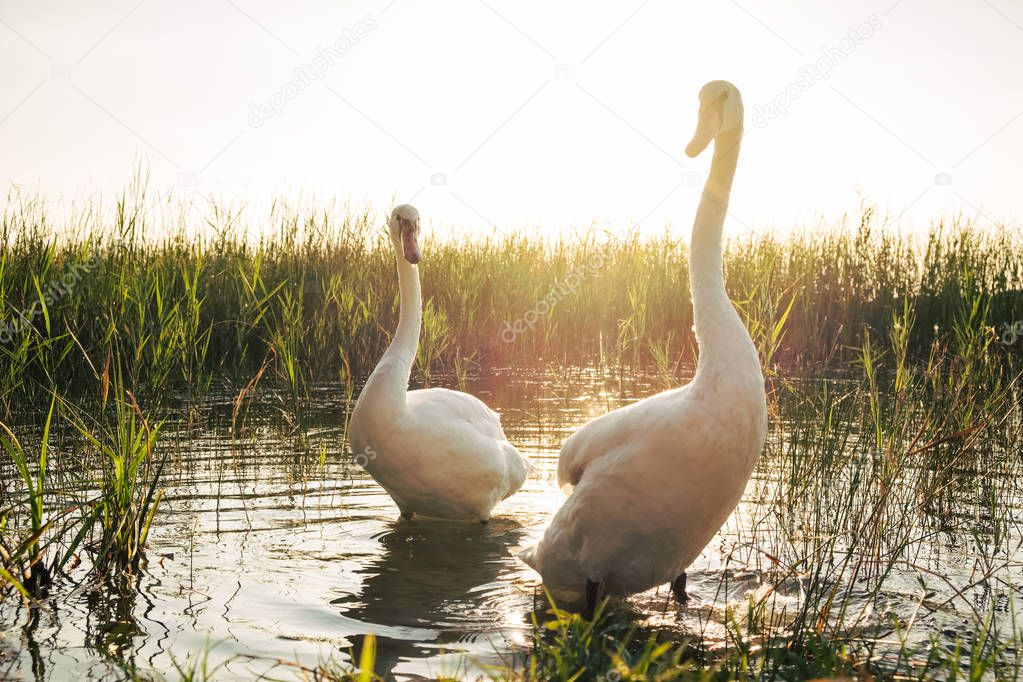 Two white swan birds on the lake at sunset