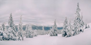 Dağlarda kar/EC sihirli çam ağaçları