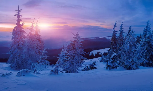 Magica foresta invernale coperta al tramonto — Foto Stock