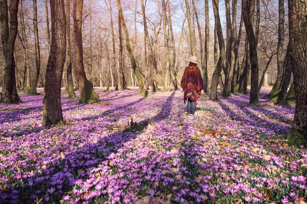咲く自然、クロッカス、若い旅行者 — ストック写真