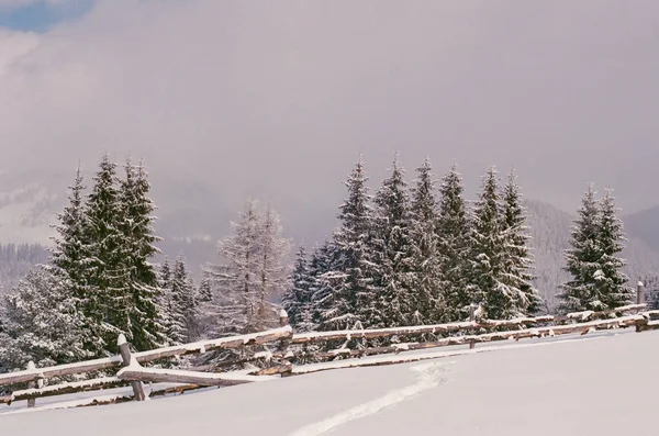 喀尔巴阡山冬季明信片般的杉木林 — 图库照片