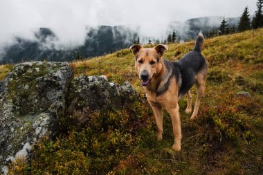 Karpat Dağları'nda sıradışı Kılavuzu