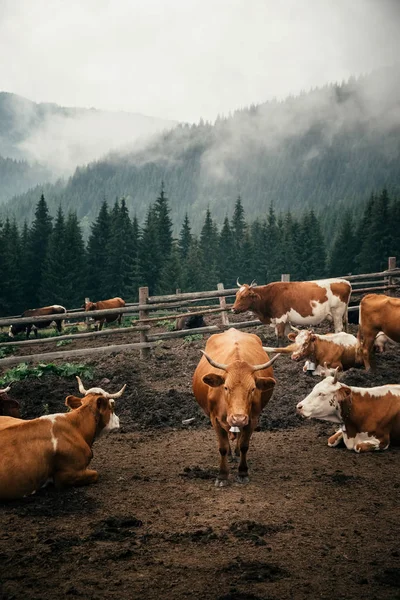Ökológiai gazdálkodás a Kárpát-hegység Ukrajna — Stock Fotó
