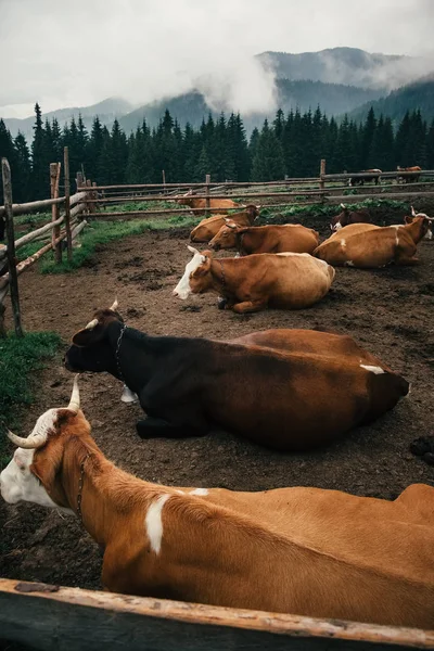 Eco jordbruk i Carpathian berg i Ukraina — Stockfoto