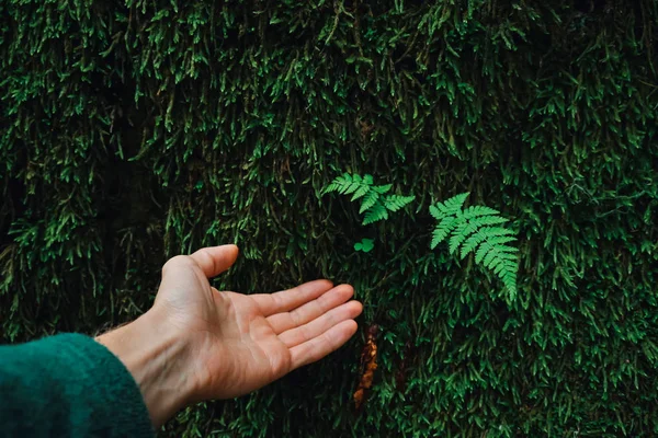 Portrait of fern sprout  and a reaching hand. — Stock Photo, Image