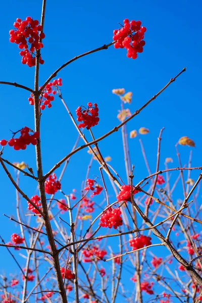 Guolder róża czerwone jagody na tle niebieskiego nieba — Zdjęcie stockowe