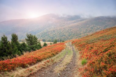 Sonbaharda dağ manzarası tepeleri kırmızı halı yapraklarıyla kaplı.