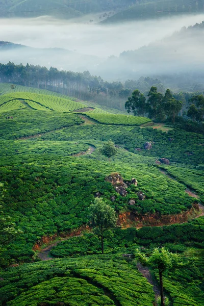 Zielone wzgórza plantacji herbaty w Munnar — Zdjęcie stockowe