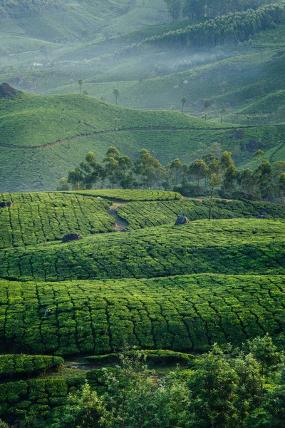 Zielone wzgórza plantacji herbaty w Munnar — Zdjęcie stockowe