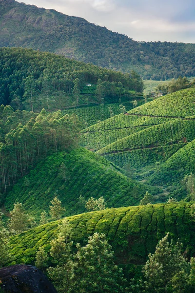 Collines vertes de plantations de thé à Munnar — Photo