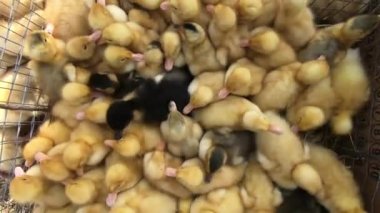 Güzel sarı ördek yavrusu grubunun dönen üst görüntüsü