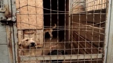İnsana ve yardım evsiz köpek hayvan barınağı
