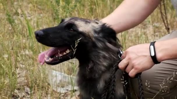 Gente Salva Ayuda Perros Sin Hogar Refugio Animales Hombre Jugando — Vídeo de stock