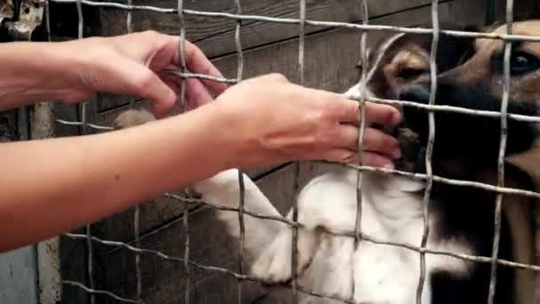 Люди Спасают Помогают Бездомным Собакам Приюте Животных — стоковое видео