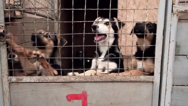 保存人和帮助无家可归的狗在动物收容所 — 图库视频影像