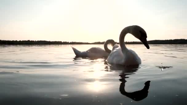 Lidé Uložit Pomoc Toulavé Psy Útulku Zvířat — Stock video