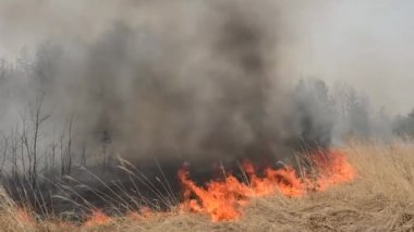 Orman yakınlarındaki tarım arazisindeki orman yangını