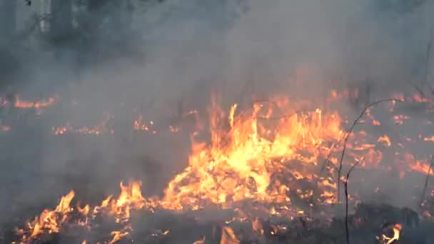 Feu de forêt dans un peuplement de pins — Video