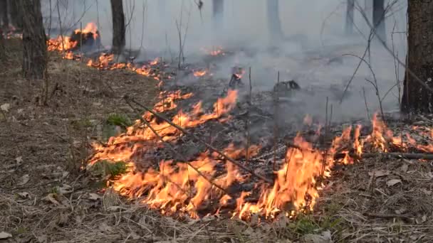 松林の中の火 — ストック動画