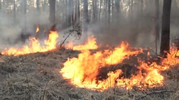 Erdőtűz fenyőállványon — Stock videók
