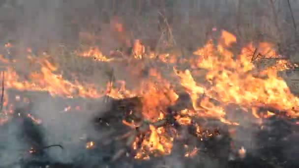 Feu de forêt dans un peuplement de pins 