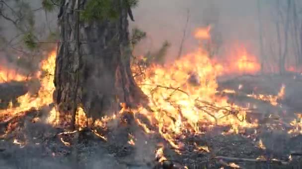 Feu de forêt dans un peuplement de pins — Video