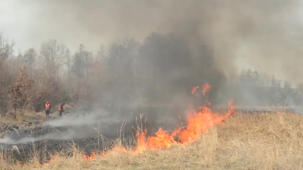 삼림 근처의 농경지에서는 소방관들 이 산불을 내고 있다 — 비디오