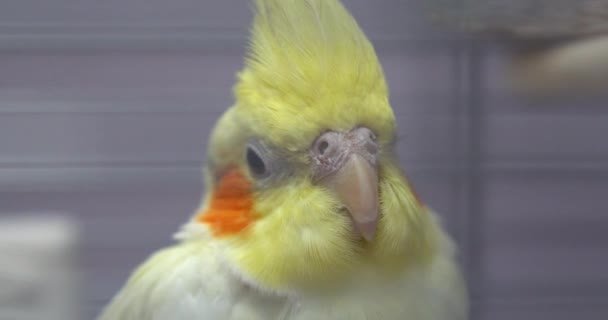 Kleine Gele Corella Papegaai Kooi Dierentuin — Stockvideo