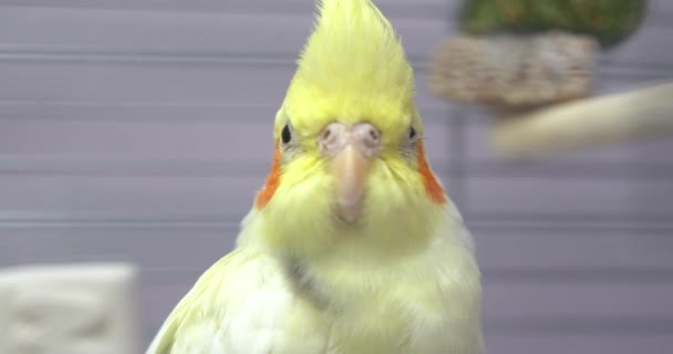 Pequeño Loro Corella Amarillo Jaula Del Zoológico — Vídeos de Stock