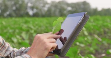 Gün batımında bir çiftçi fideleri izliyor. Çiftçi aletini tutuyor.