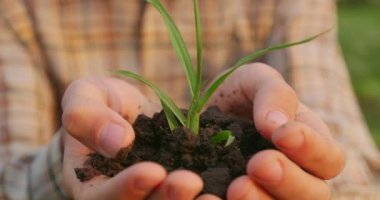 Tarladaki erkek çiftçinin elinde küçük bir tohum var. Tohum ekme işi. Agronomist fideleri inceliyor.