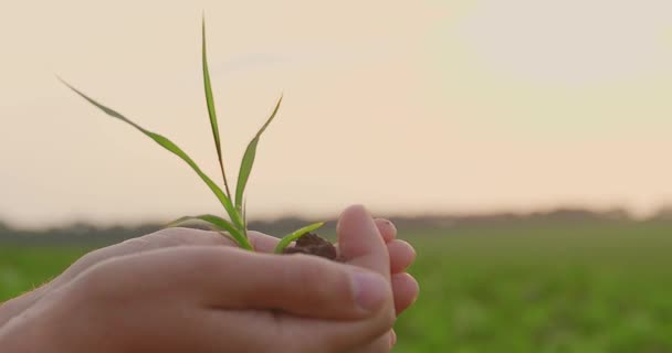 Manlig Bonde Åkern Håller Liten Fröplanta Odling Plantor Agronomen Inspekterar — Stockvideo