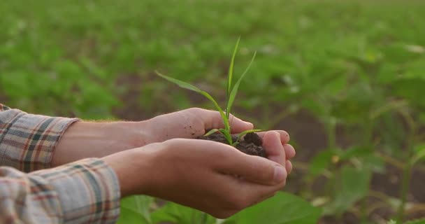 田里的男农民手里拿着一个小苗 苗木的栽培 农艺学家检查苗木 — 图库视频影像