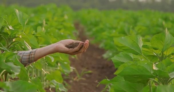 Rolnik Trzyma Wylewa Czarną Glebę Organiczną — Wideo stockowe