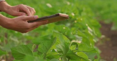 Gün batımında bir çiftçi fideleri izliyor. Çiftçi aletini tutuyor.