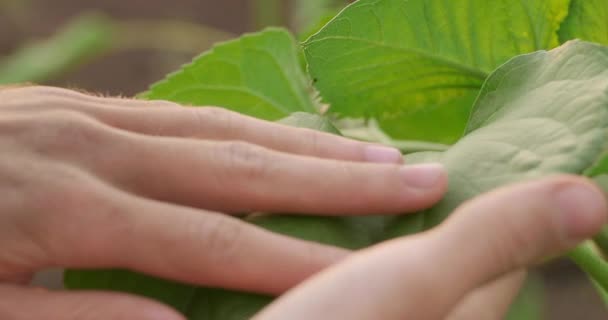 Agricultor Sexo Masculino Campo Detém Uma Pequena Plântula Cultivo Plântulas — Vídeo de Stock