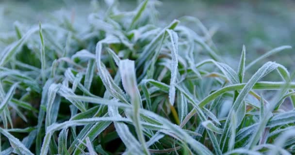 Makro Ujęcie Lśniących Topniejących Cząstek Śniegu Zamieniających Się Ciekłą Wodę — Wideo stockowe