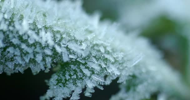 Macro Tiro Partículas Neve Brilhante Derretimento Transformando Água Líquida Desvendando — Vídeo de Stock