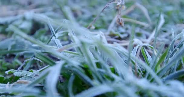 Macro Opname Van Glanzende Smeltende Sneeuwdeeltjes Die Vloeibaar Water Veranderen — Stockvideo