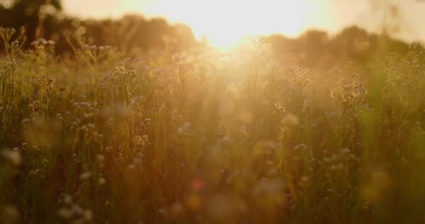 Sonnenaufgang Über Dem Feld Und Blumen Von Gänseblümchen Heuernte — Stockvideo