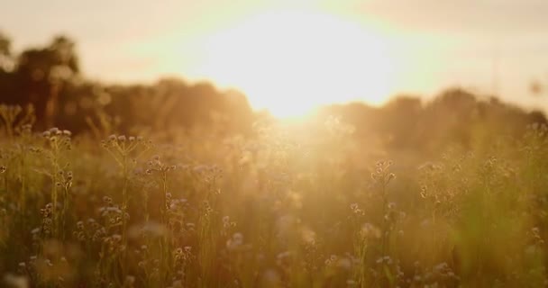 Ανατολή Ηλίου Πάνω Από Πεδίο Και Λουλούδια Των Μαργαρίτες Haymaking — Αρχείο Βίντεο