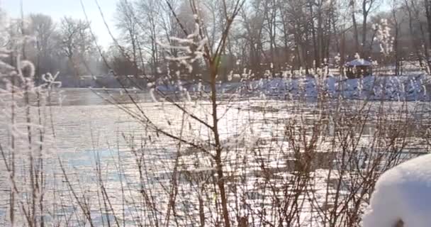 아름다운 나무에는 안개가 얼어붙었다 드론으로찍은 놀라운 — 비디오