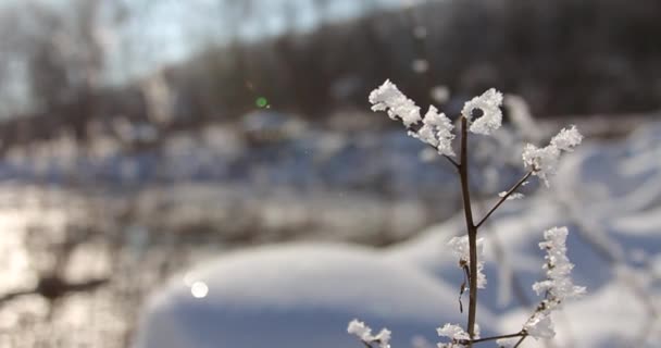 Летает Над Красивым Зимним Лесом После Холодной Ночи Туман Застыл — стоковое видео