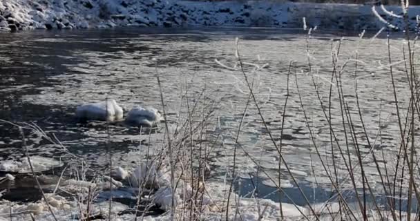 Volare Sopra Bellissima Foresta Invernale Dopo Una Notte Fredda Nebbia — Video Stock