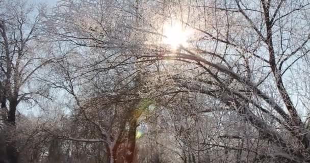 Volando Sobre Hermoso Bosque Invierno Después Una Noche Fría Niebla — Vídeos de Stock