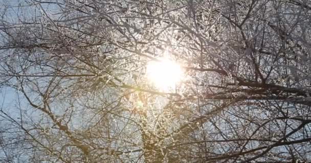 Volare Sopra Bellissima Foresta Invernale Dopo Una Notte Fredda Nebbia — Video Stock