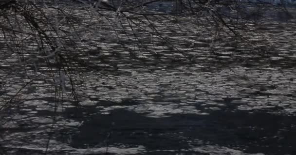 Voando Acima Bela Floresta Inverno Depois Uma Noite Fria Nevoeiro — Vídeo de Stock