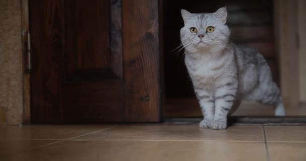 La porta. Il gatto sta aspettando vicino alla porta chiusa — Video Stock