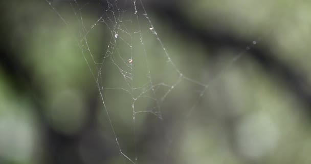 Het spinnenweb met dauwdruppels. Abstracte achtergrond — Stockvideo