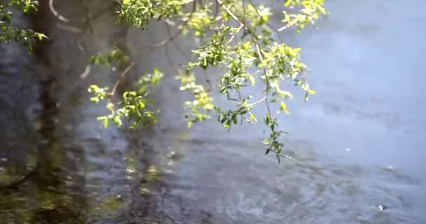 Ondas em uma água de lago verde e ramos de pinho sobre ele, slowmo — Vídeo de Stock